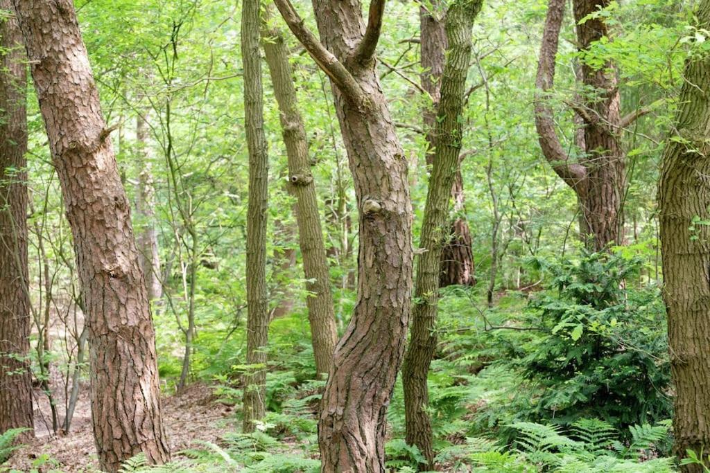 Het Boshuis Dalfsen Zewnętrze zdjęcie